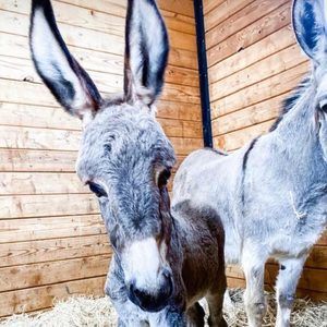 Meet your Posher, Maria